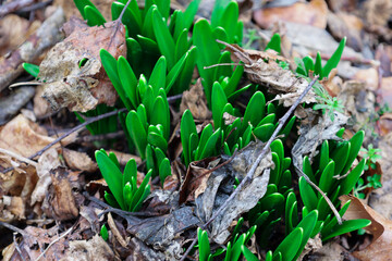 A close-up shows young green shoots of wild garlic (Allium ursinum), emerging through a layer of fallen brown leaves on the forest floor. The leaves of the wild garlic are bright green, lanceolate in 
