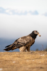 Bearded Vulture (Gypaetus barbatus) photographed in Spain