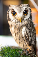 Owl big starring eyes cute looking Standing on perch on walking street in Pattaya Thailand