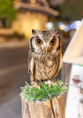 Owl big starring eyes cute looking Standing on perch on walking street in Pattaya Thailand