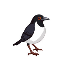 Fototapeta premium Black-and-white bird illustration standing on a white background 