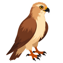 Obraz premium Brown Hawk Standing on a Light Background 