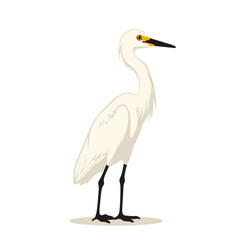 Obraz premium White Egret Standing Illustration on Plain Background 