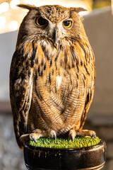 Owl big starring eyes cute looking Standing on perch on walking street in Pattaya Thailand