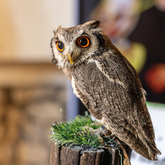 Owl big starring eyes cute looking Standing on perch on walking street in Pattaya Thailand