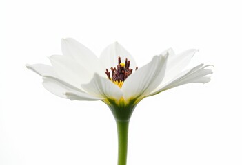 Obraz premium A single white flower with a yellow center on a white background