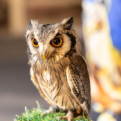 Owl big starring eyes cute looking Standing on perch on walking street in Pattaya Thailand