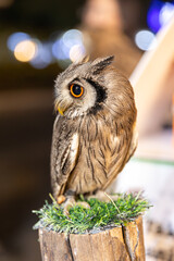 Owl big starring eyes cute looking Standing on perch on walking street in Pattaya Thailand