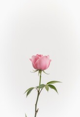 Obraz premium A single pink rose on a white background