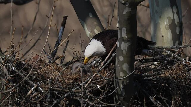A bald eagle nest with a baby