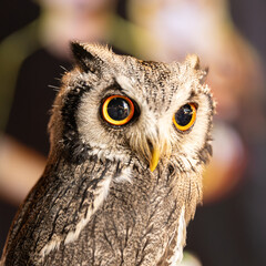 Owl big starring eyes cute looking Standing on perch on walking street in Pattaya Thailand
