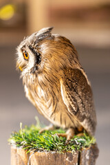 Owl big starring eyes cute looking Standing on perch on walking street in Pattaya Thailand