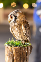 Owl big starring eyes cute looking Standing on perch on walking street in Pattaya Thailand
