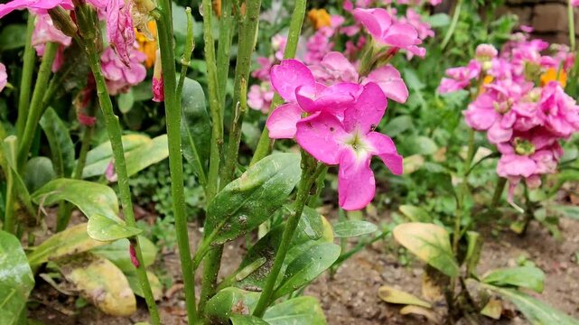 Hoary stock, Matthiola incana or Matthiola longipetala flowers video footage 