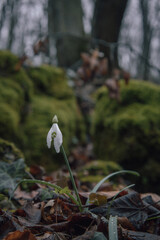 white flowers in the forest