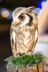 Owl big starring eyes cute looking Standing on perch on walking street in Pattaya Thailand