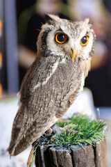 Owl big starring eyes cute looking Standing on perch on walking street in Pattaya Thailand