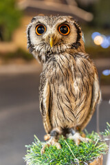Owl big starring eyes cute looking Standing on perch on walking street in Pattaya Thailand