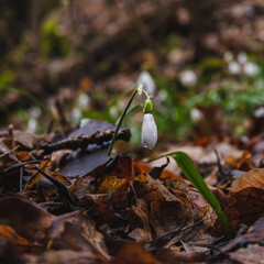 snowdrops on the ground