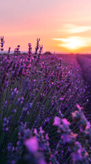 Obraz premium Vibrant lavender field in bloom under a colorful sunset sky, with distant mountains creating a serene landscape concept