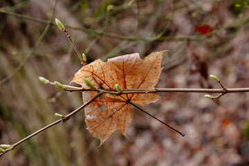 autumn leaves on the tree