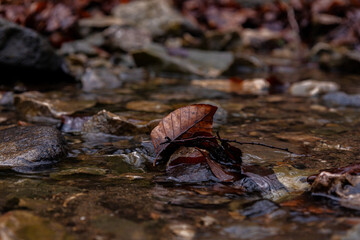 autumn leaves in the water