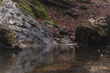 small river in the forest