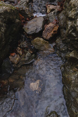 stream in the forest
