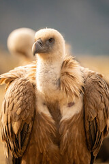 Griffon vulture (Gyps fulvus) photographed in Spain