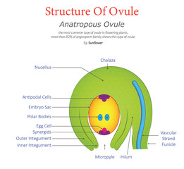 Anatropous Ovule Diagram Structure and Key Features Illustrated