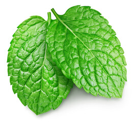 Obraz premium Mint leaves isolated on white clipping path