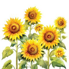 Obraz premium watercolor A field of sunflowers under the bright sun