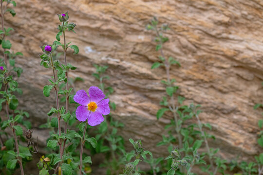 Cistus creticus (Pink Rock-Rose, Hoary Rock-Rose) is a species of shrubby plant in the family Cistaceae.