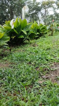Un primer plano de plantas con flores blancas y rosadas con una fuerte neblina y lluvia. Video vertical