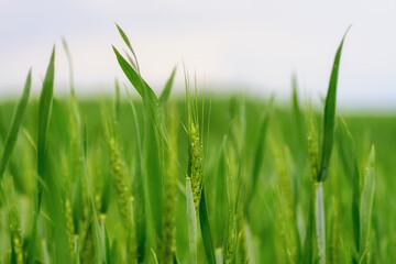 Obraz premium A field of young ripening rye after the rain