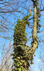 Obraz premium Ivy (Hedera helix) grows in the wild in the forest