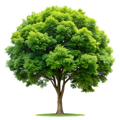 Single tree isolated on transparent background  
