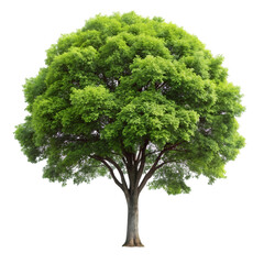 Single tree isolated on transparent background  
