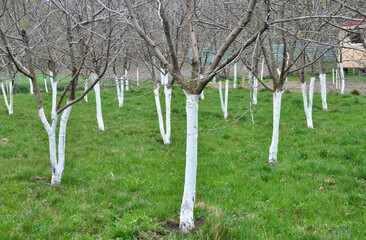 Whitewash of fruit trees in the orchard