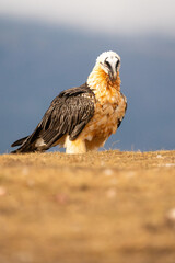 Bearded Vulture (Gypaetus barbatus) photographed in Spain