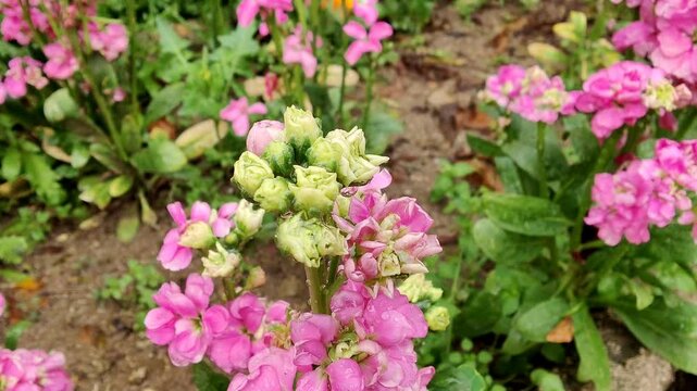 Hoary stock, Matthiola incana or Matthiola longipetala flowers video footage 