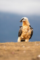 Bearded Vulture (Gypaetus barbatus) photographed in Spain