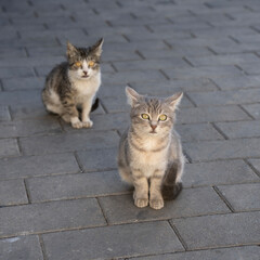 Two Young Alley Cats