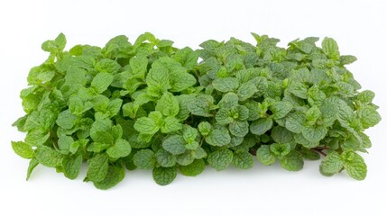 Obraz premium Fresh Green Mint Plants Growing on White Background Herbs Cultivation