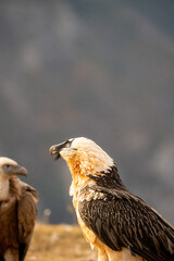 Bearded Vulture (Gypaetus barbatus) photographed in Spain