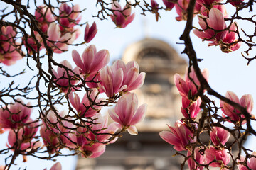  Kwitnąca Magnolia, tapeta, dekoracja. © mycatherina