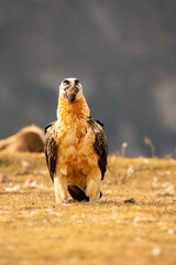 Bearded Vulture (Gypaetus barbatus) photographed in Spain