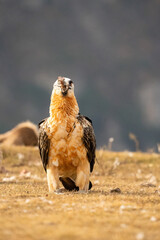Bearded Vulture (Gypaetus barbatus) photographed in Spain