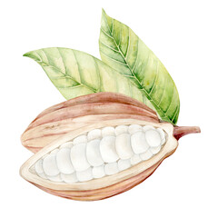 Fototapeta premium Fruits and Flowers of the chocolate tree. Cocoa beans in section. Watercolor illustration. Hand drawn chocolate tree fruits and flowers in pastel colors for packaging, textiles and botanical designs.