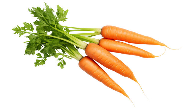 A bunch of fresh carrots with green tops lying on a  in a studio shot close up view on transparent background png